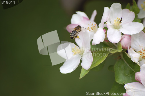 Image of spring is here