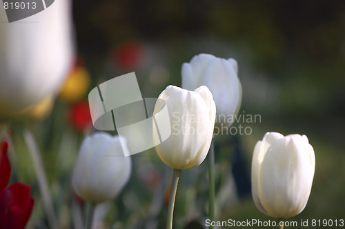 Image of tulip garden1