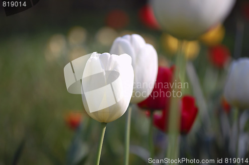 Image of tulip garden2