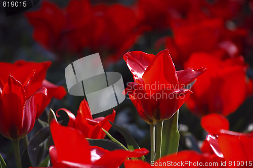 Image of tulips with love