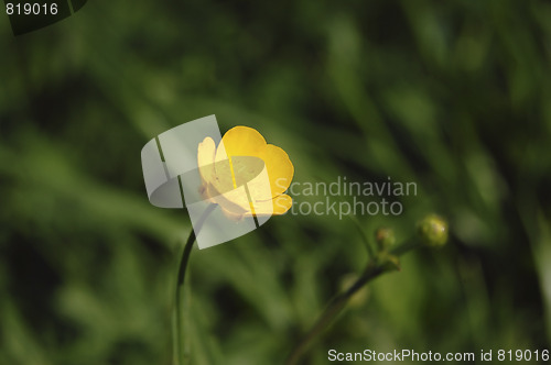Image of yellow spring