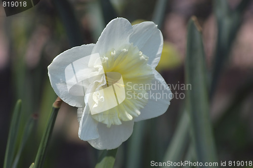 Image of white daffodil