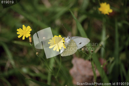 Image of white butterfly