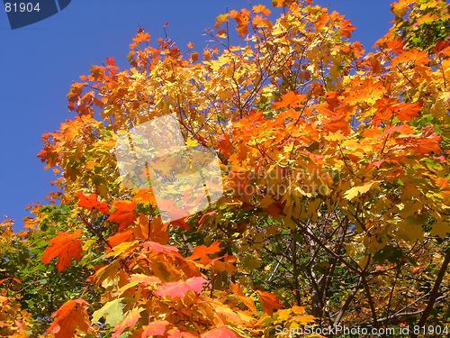 Image of Fall