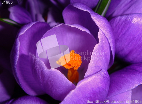 Image of Crocus