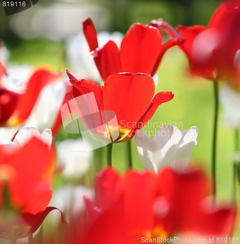 Image of red and white tulips