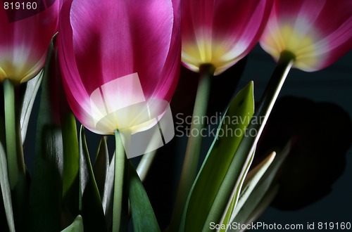 Image of magic tulips