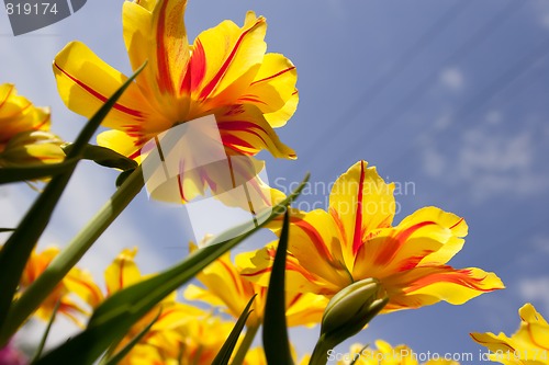 Image of tulips Victoria