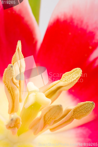 Image of  tulip flower
