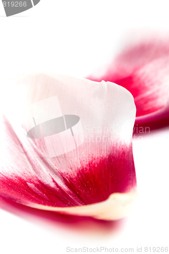 Image of pink tulip petals 