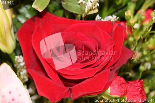 Image of Red Rose