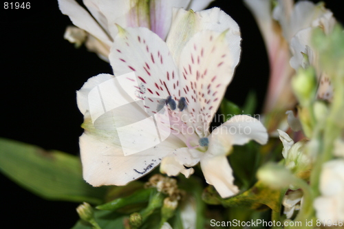 Image of White Lily