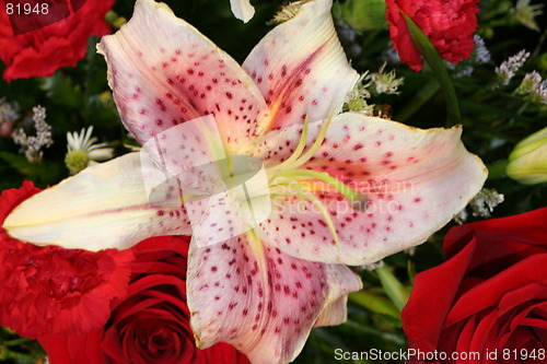 Image of Pink Lily