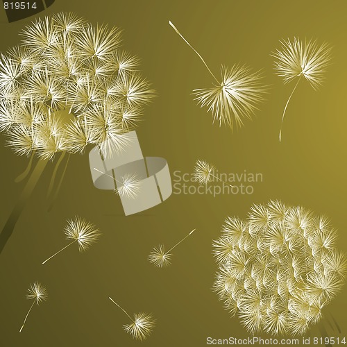 Image of Dandelions