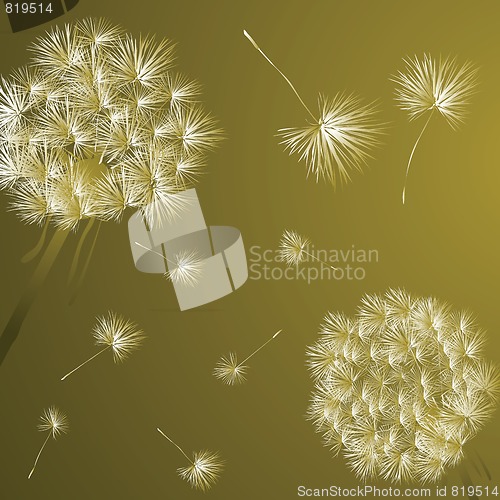 Image of Dandelions