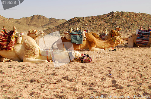 Image of camels