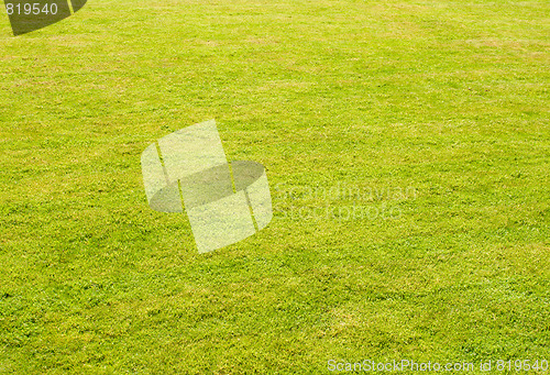 Image of green grass