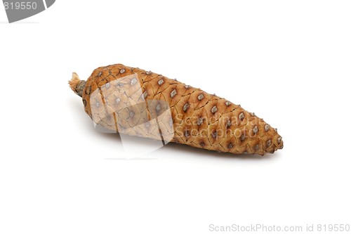 Image of Mediterranean pine tree cone isolated on white background