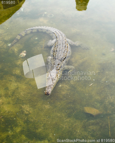 Image of crocodile