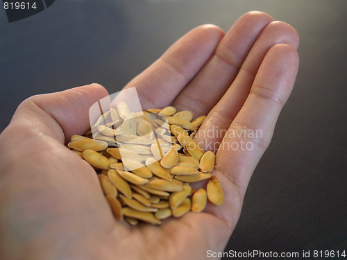 Image of Melon seeds