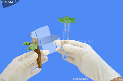 Image of Clean and dirty water samples with fresh and wilted leaves