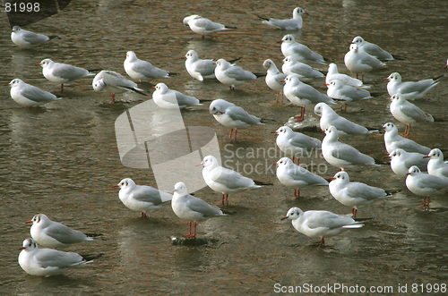 Image of Birds Group