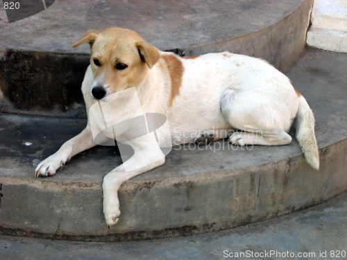 Image of Stair dog