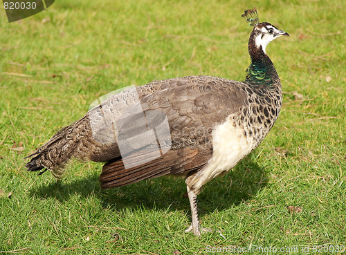 Image of Beautiful female peacock