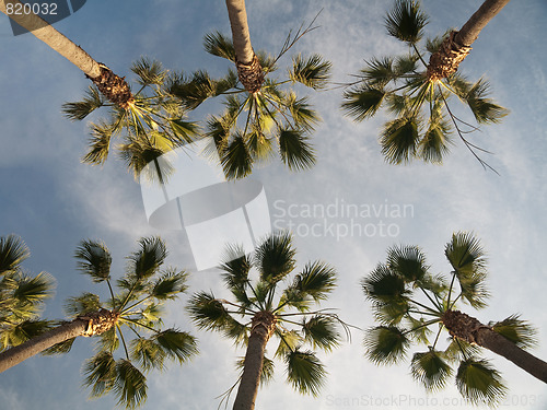 Image of Palm trees