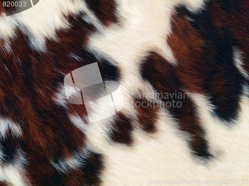 Image of Fur background