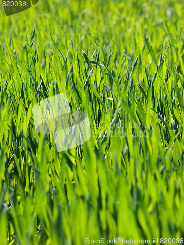 Image of Fresh young wheat