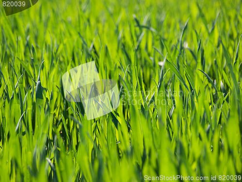Image of Fresh young wheat