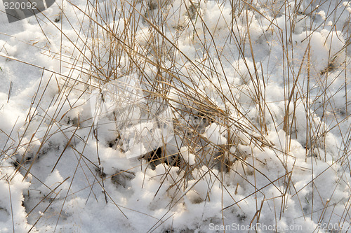 Image of Snow-covered grass