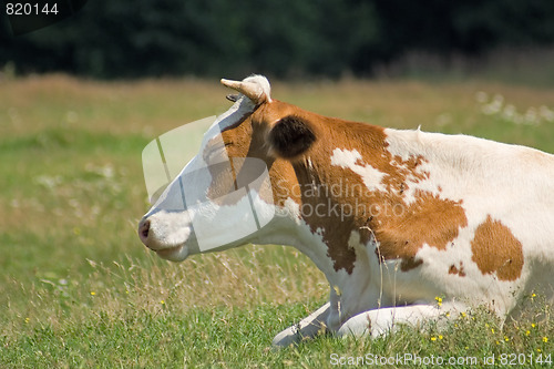 Image of White-brown cow