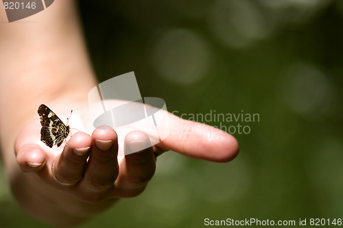 Image of Butterfly in a hand