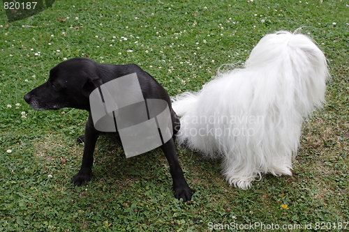 Image of  Coton de Tulear