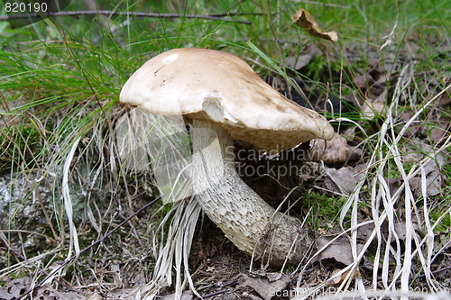 Image of Mushroom