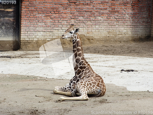 Image of Giraffe