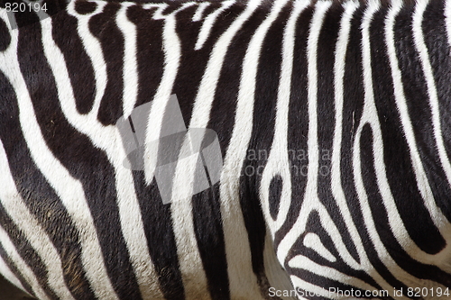 Image of a zebra texture Black and White