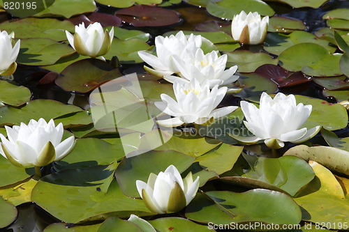 Image of Water lilly