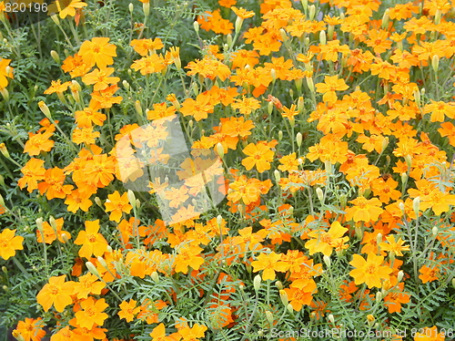 Image of orange blow