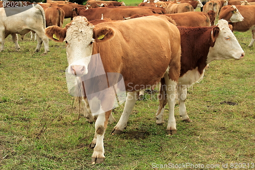 Image of cow