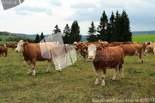 Image of cow