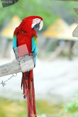 Image of Green Wings Macaw