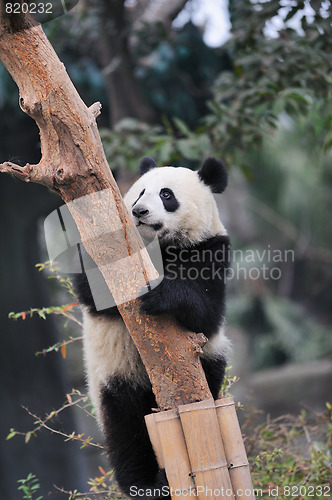 Image of panda climbing tree