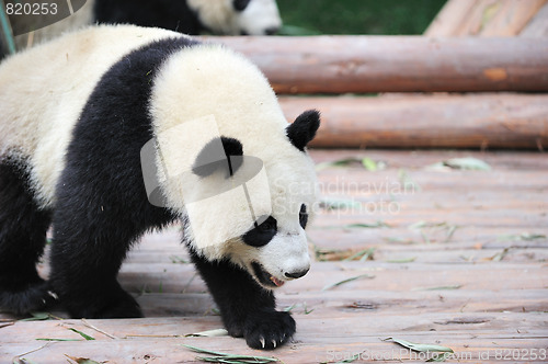 Image of walk panda
