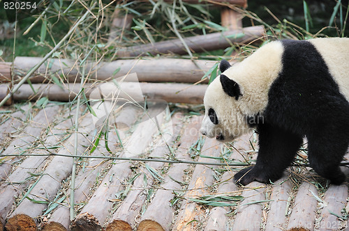 Image of walk panda