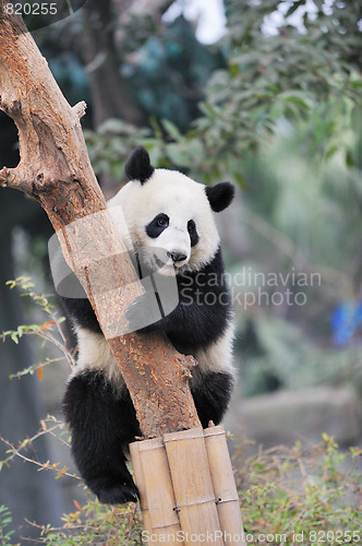 Image of panda climbing tree