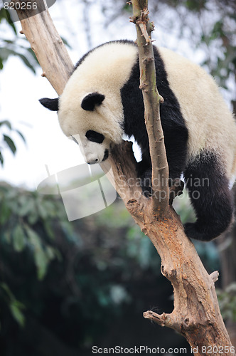 Image of panda climbing tree