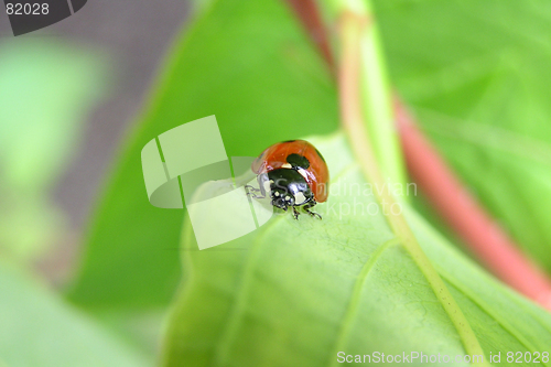 Image of Ladybird